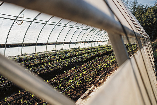 winter-crop-planning