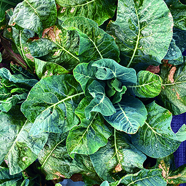 strategies-dealing-fall-brassica-diseases
