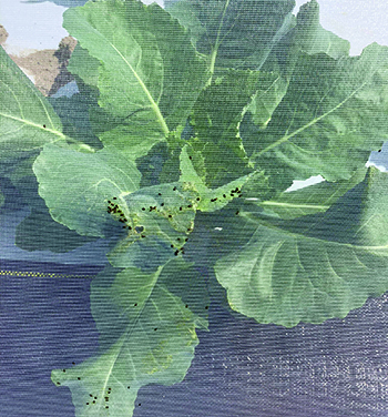 strategies-dealing-fall-brassica-diseases