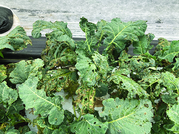 strategies-dealing-fall-brassica-diseases