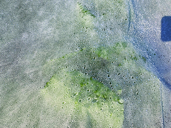 strategies-dealing-fall-brassica-diseases