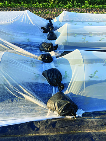 strategies-dealing-fall-brassica-diseases