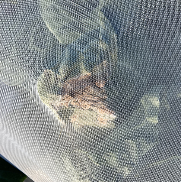 strategies-dealing-fall-brassica-diseases