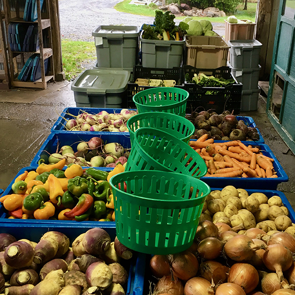 tournesol-cooperative-farm