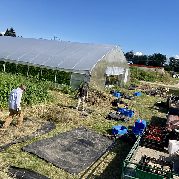 tournesol-cooperative-farm