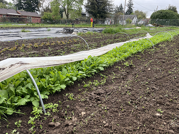 low-hoop-or-not-hoop