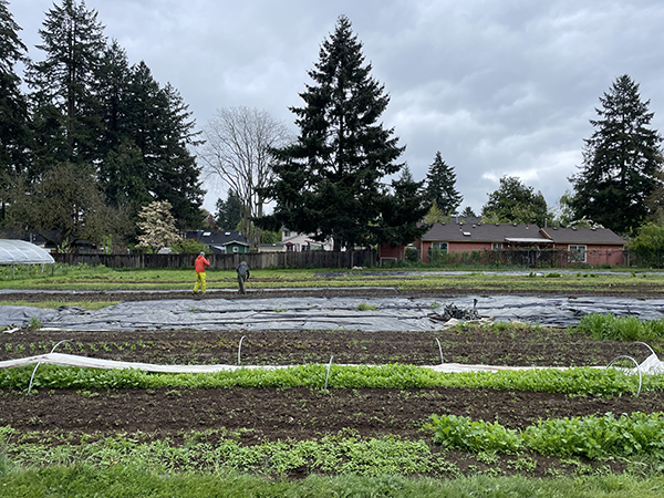 low-hoop-or-not-hoop