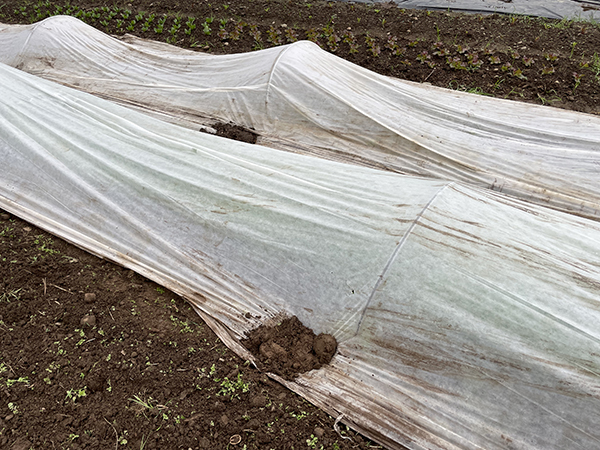 low-hoop-or-not-hoop