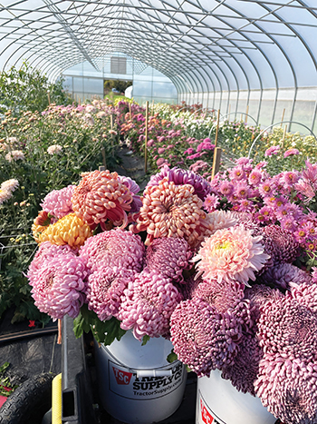all-about-chrysanthemums