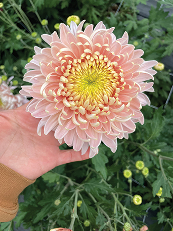 all-about-chrysanthemums