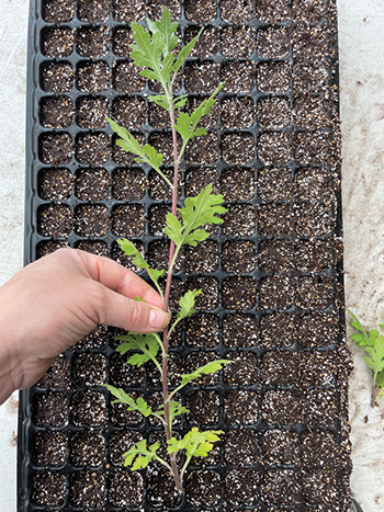all-about-chrysanthemums