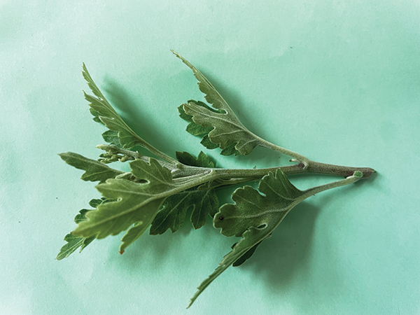 all-about-chrysanthemums