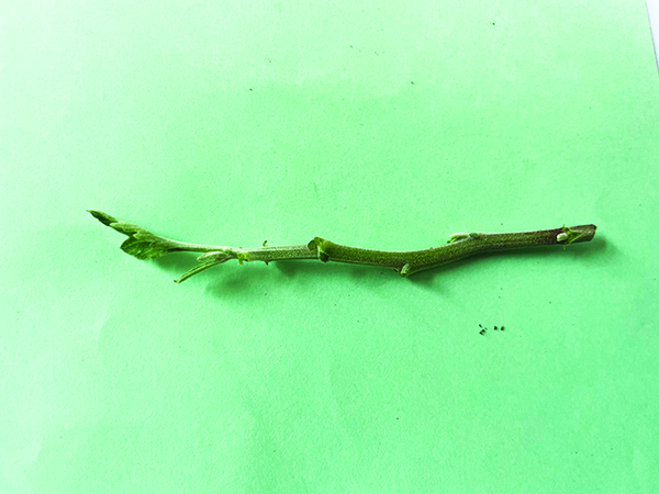 all-about-chrysanthemums