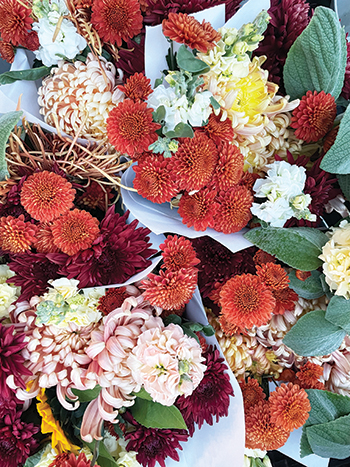 all-about-chrysanthemums