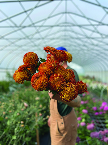 all-about-chrysanthemums