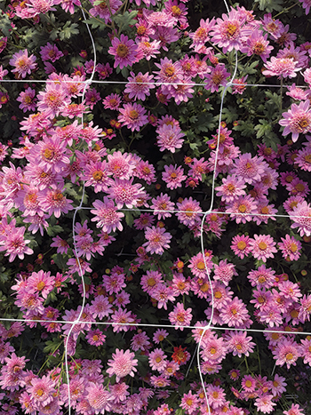 all-about-chrysanthemums
