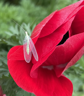 yearround-flower-farm-pest-management