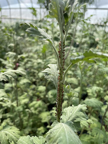 yearround-flower-farm-pest-management