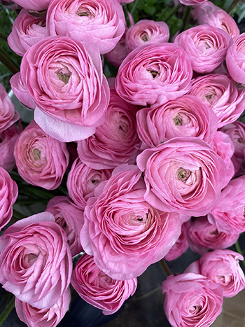 yearround-flower-farm-pest-management