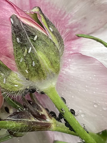 yearround-flower-farm-pest-management