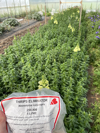 yearround-flower-farm-pest-management