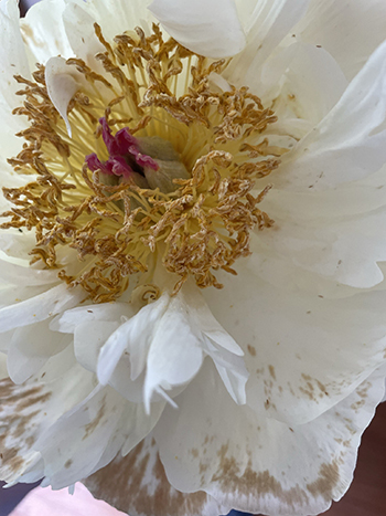 yearround-flower-farm-pest-management