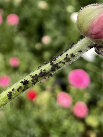 yearround-flower-farm-pest-management