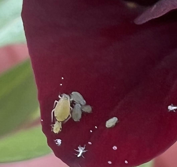 yearround-flower-farm-pest-management