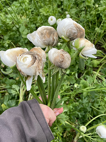 managing-gray-mold-cut-flowers