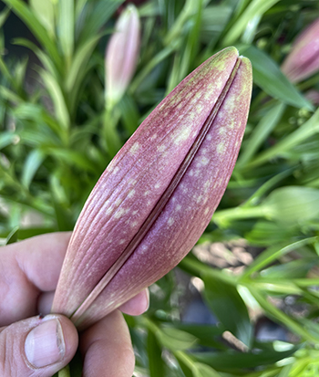 managing-gray-mold-cut-flowers