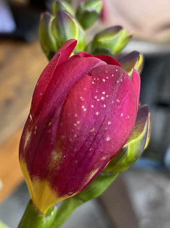 managing-gray-mold-cut-flowers