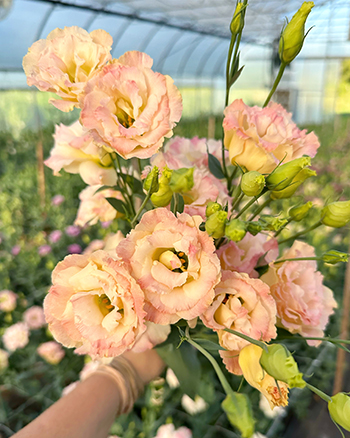 managing-gray-mold-cut-flowers