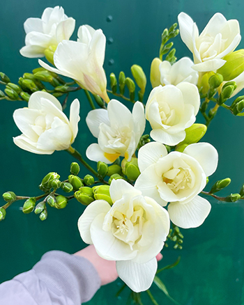 managing-gray-mold-cut-flowers