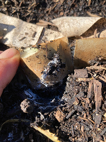 paperpot-transplanter-farmers-share-advantages-and