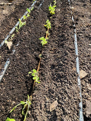 paperpot-transplanter-farmers-share-advantages-and