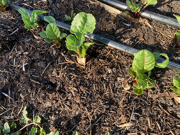 paperpot-transplanter-farmers-share-advantages-and