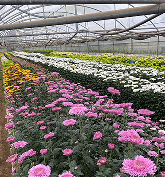 improving-soil-quality-and-treating-root-pathogens