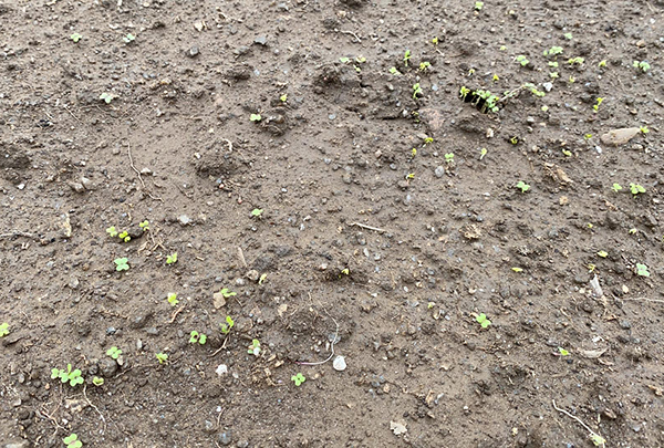 improving-soil-quality-and-treating-root-pathogens