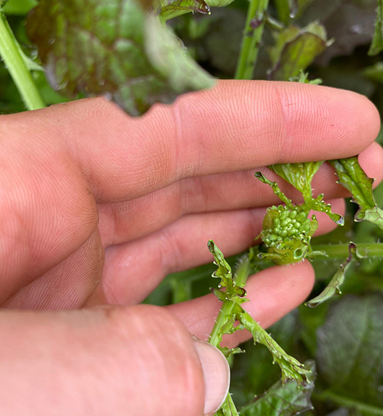 improving-soil-quality-and-treating-root-pathogens