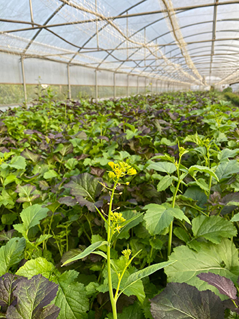 improving-soil-quality-and-treating-root-pathogens