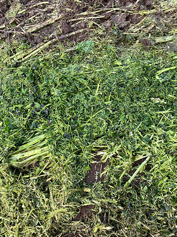 improving-soil-quality-and-treating-root-pathogens