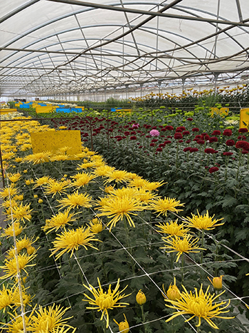 improving-soil-quality-and-treating-root-pathogens