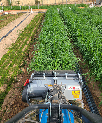 quickturn-cover-crops-intensive-market-farm