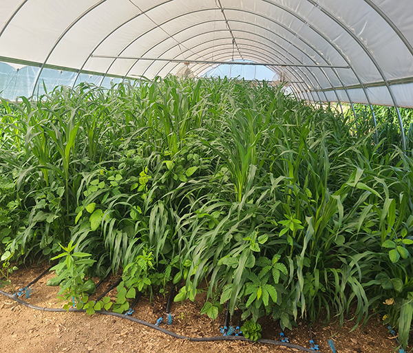 quickturn-cover-crops-intensive-market-farm