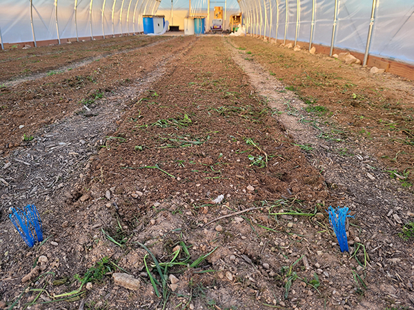 quickturn-cover-crops-intensive-market-farm