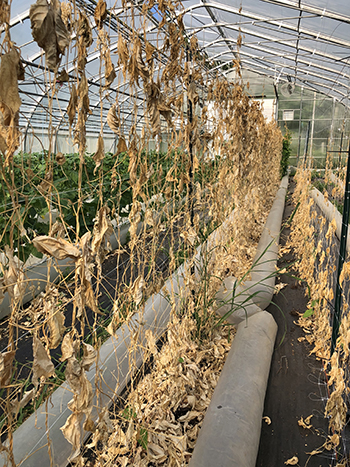 greenhouse-automation-better-plant-growth-fewer