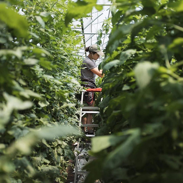 greenhouse-automation-better-plant-growth-fewer