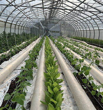 greenhouse-automation-better-plant-growth-fewer