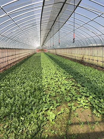 touring-market-farms-japan