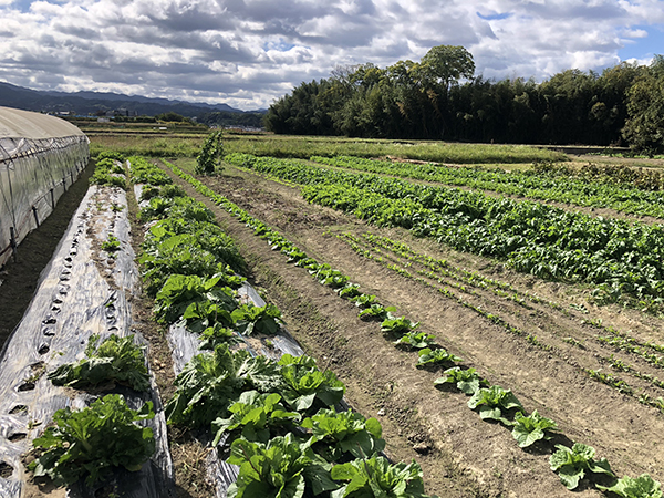 touring-market-farms-japan